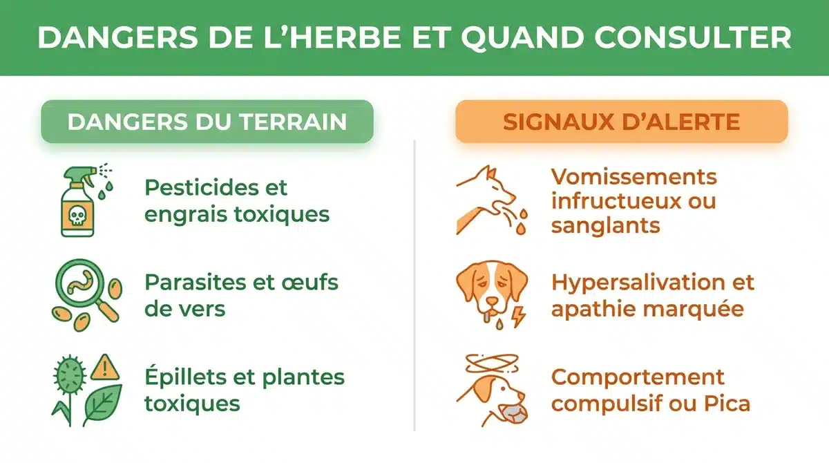 Infographie synthétisant les dangers de l'herbe pour le chien et les signaux d'urgence imposant une visite vétérinaire.