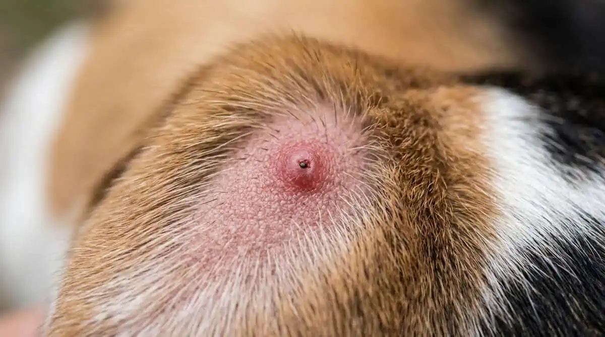 Photographie macro de la peau d'un chien montrant une petite réaction inflammatoire rouge et un granulome localisé quelques jours après le retrait d'une tique.