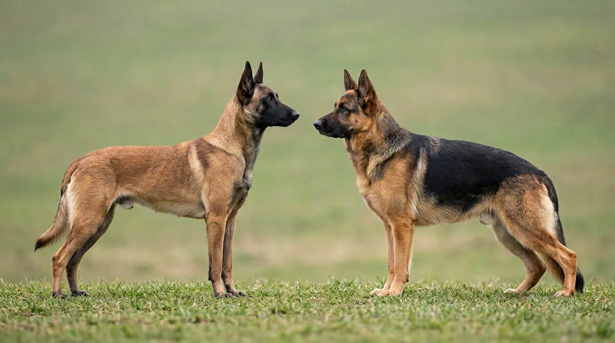 Un berger belge malinois à poil court fauve et un berger allemand noir et feu, côte à côte et de profil, à hauteur voisine.