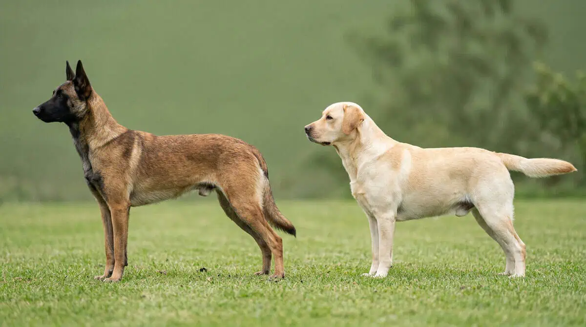 Un berger belge malinois fauve aux oreilles dressées et un labrador jaune aux oreilles tombantes, côte à côte et de profil, le malinois un peu plus haut.